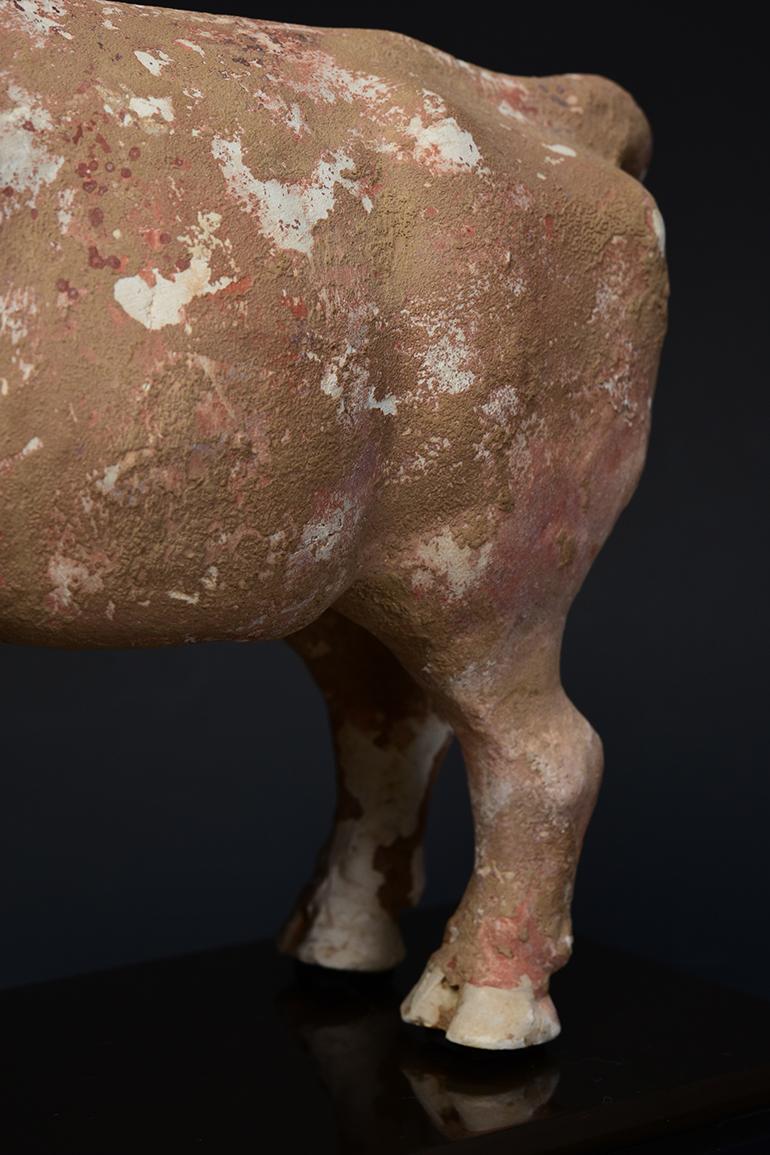 Northern Qi Dynasty, Antique Chinese Pottery Standing Ox Figurine In Good Condition In Sampantawong, TH