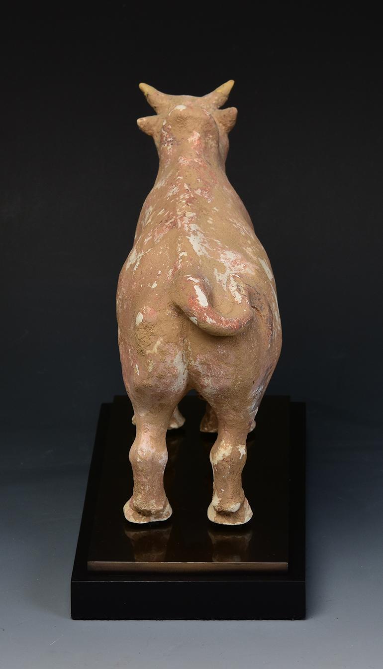 Northern Qi Dynasty, Antique Chinese Pottery Standing Ox Figurine 1