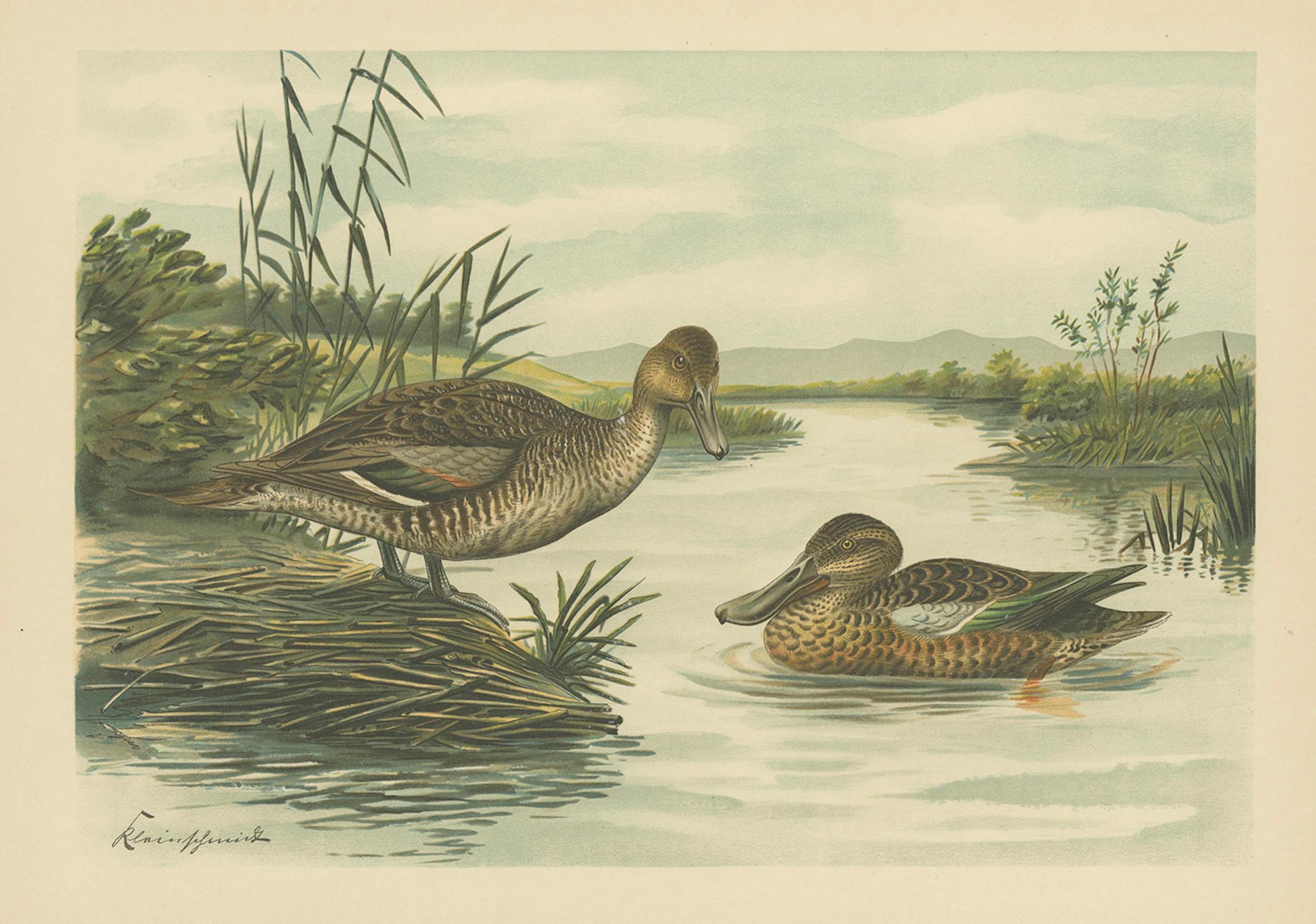 Ruffs and Reeves in Breeding Plumage, Ornithological Lithograph c.1895

This vivid antique chromolithograph, dating from around 1900, presents a stunning group of Philomachus pugnax, commonly known as the Ruff (males) and Reeve (female). The print
