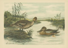 Northern Shoveler Ducks by Reinhold Schmidt, Antique Bird Print c.1895