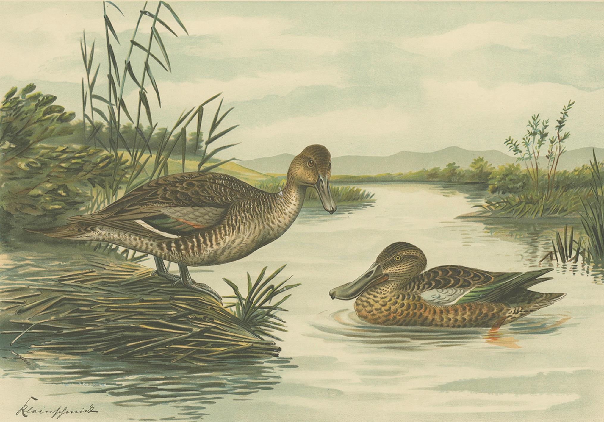 Dutch Northern Shoveler Ducks by Reinhold Schmidt, Antique Bird Print c.1895 For Sale