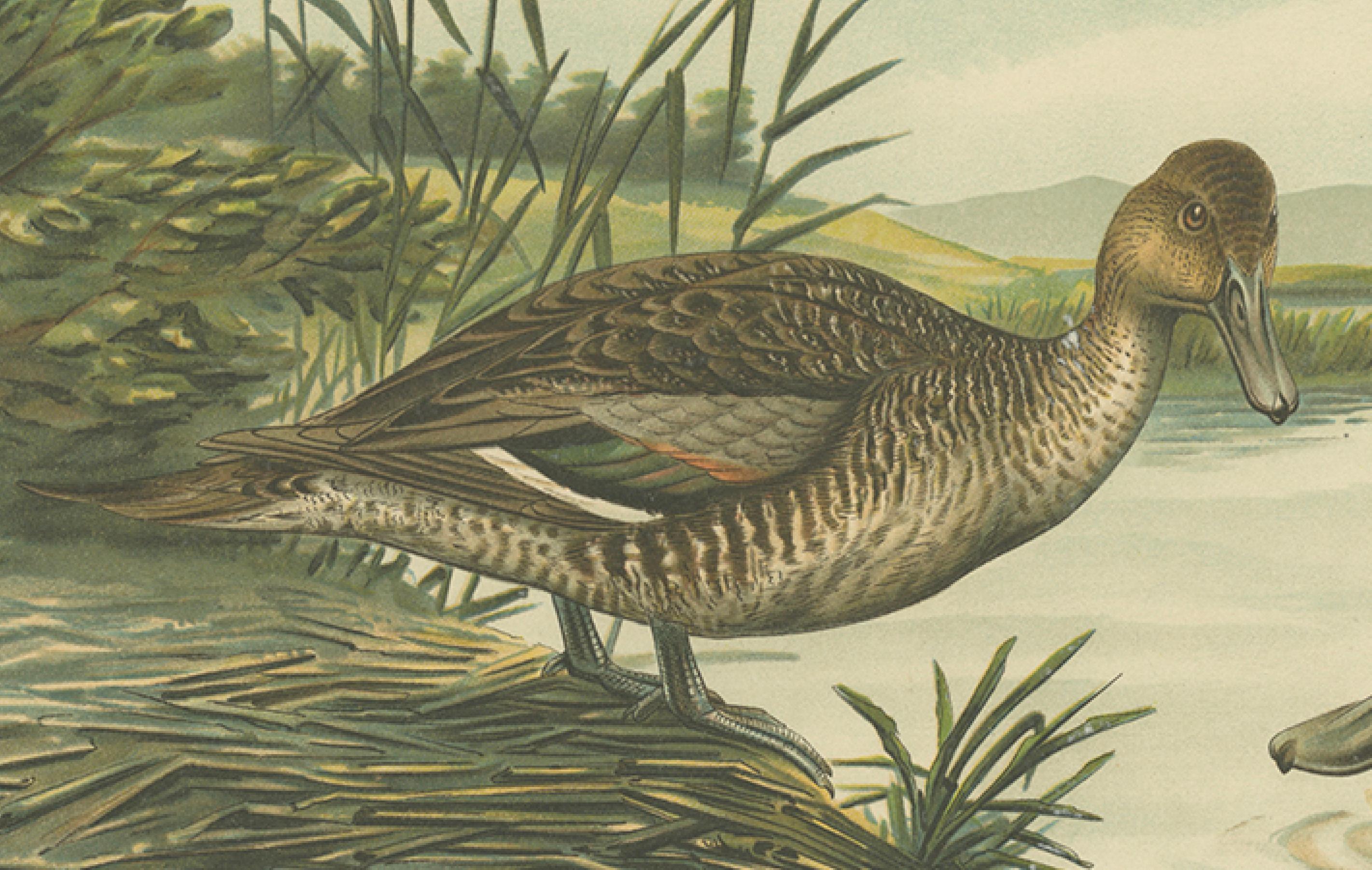 Northern Shoveler Ducks by Reinhold Schmidt, Antique Bird Print c.1895 In Good Condition For Sale In Langweer, NL