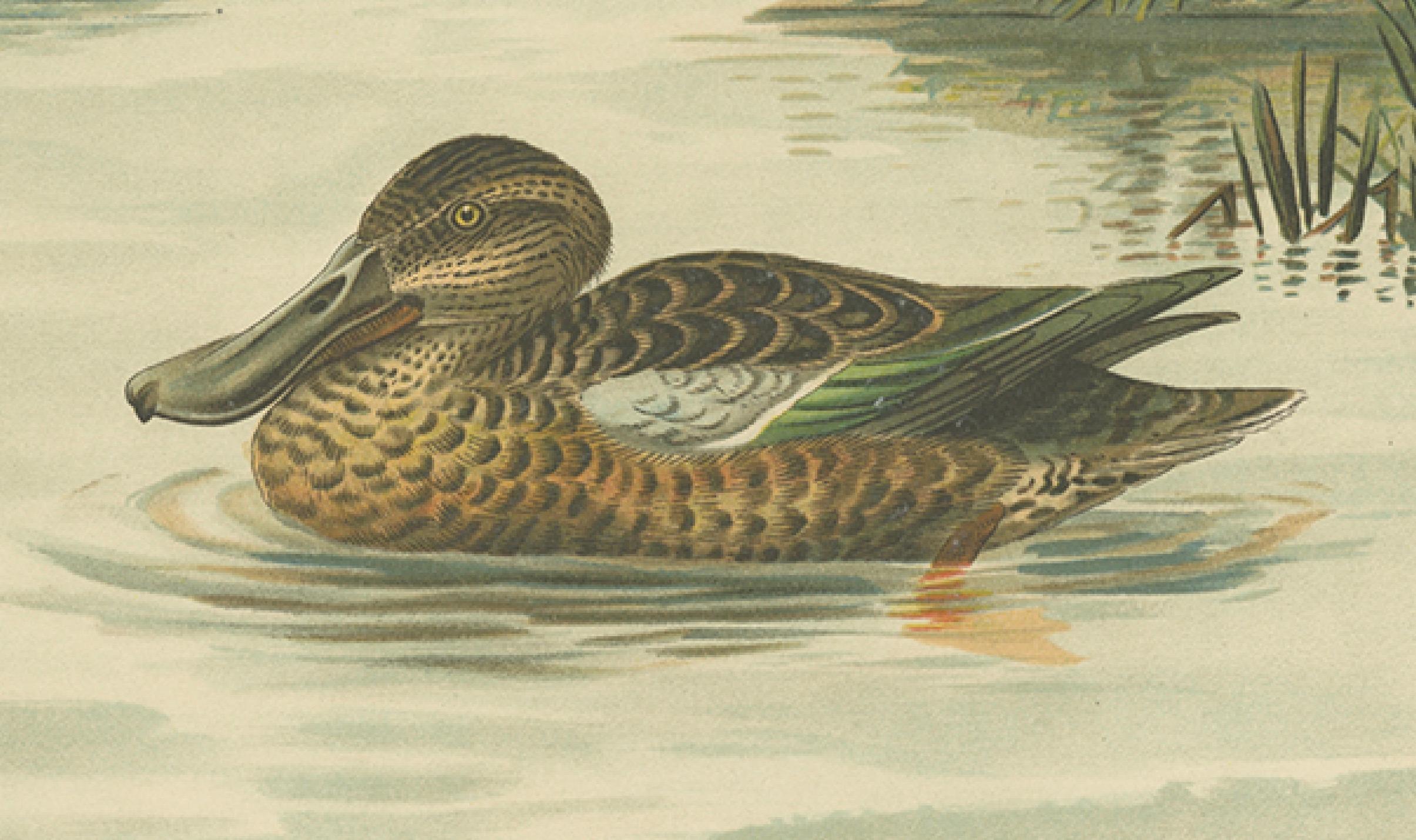 19th Century Northern Shoveler Ducks by Reinhold Schmidt, Antique Bird Print c.1895 For Sale