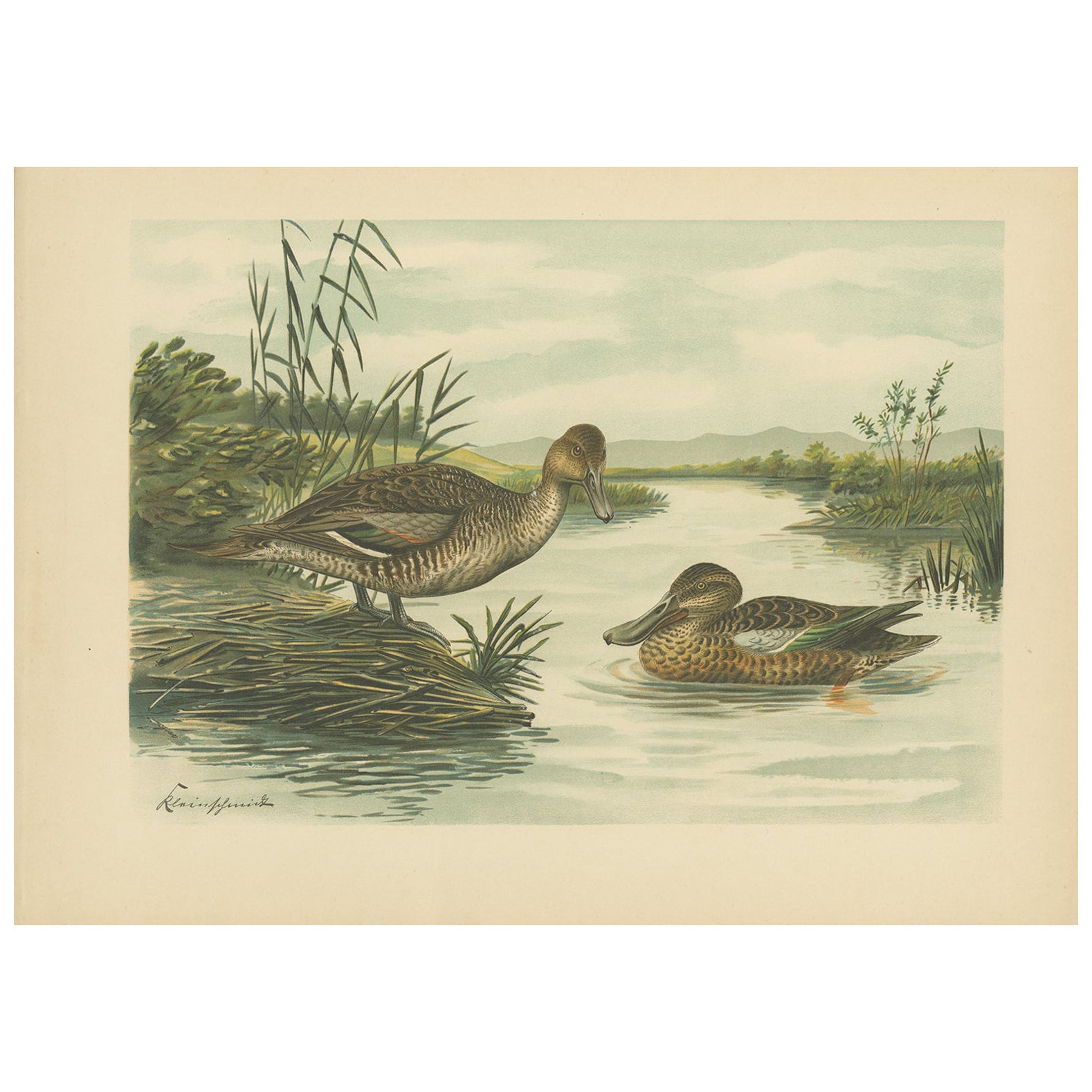 Northern Shoveler Ducks by Reinhold Schmidt, Antique Bird Print c.1895 For Sale