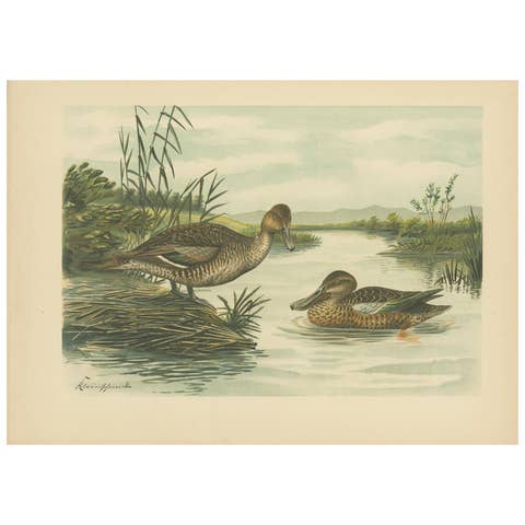Northern Shoveler Ducks by Reinhold Schmidt, Antique Bird Print c.1895