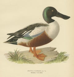 Chaussureur du Nord en détail : étude de Spatula Clypeata en lithographie, 1929