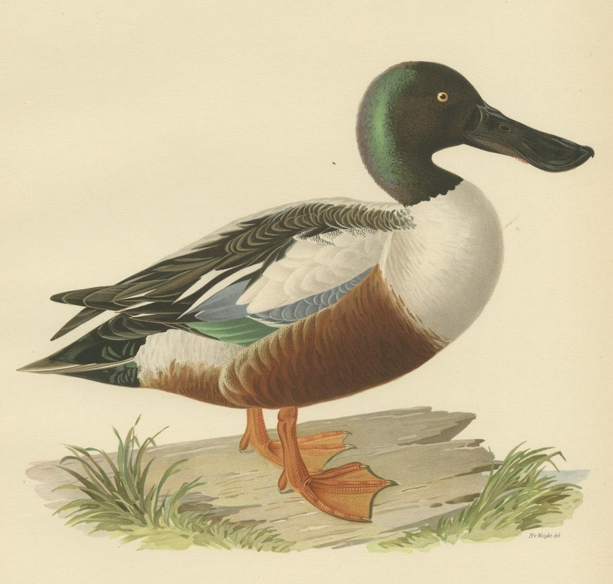 Northern Shoveler in Detail: A Study of Spatula Clypeata in Lithograph, 1929 In Good Condition For Sale In Langweer, NL