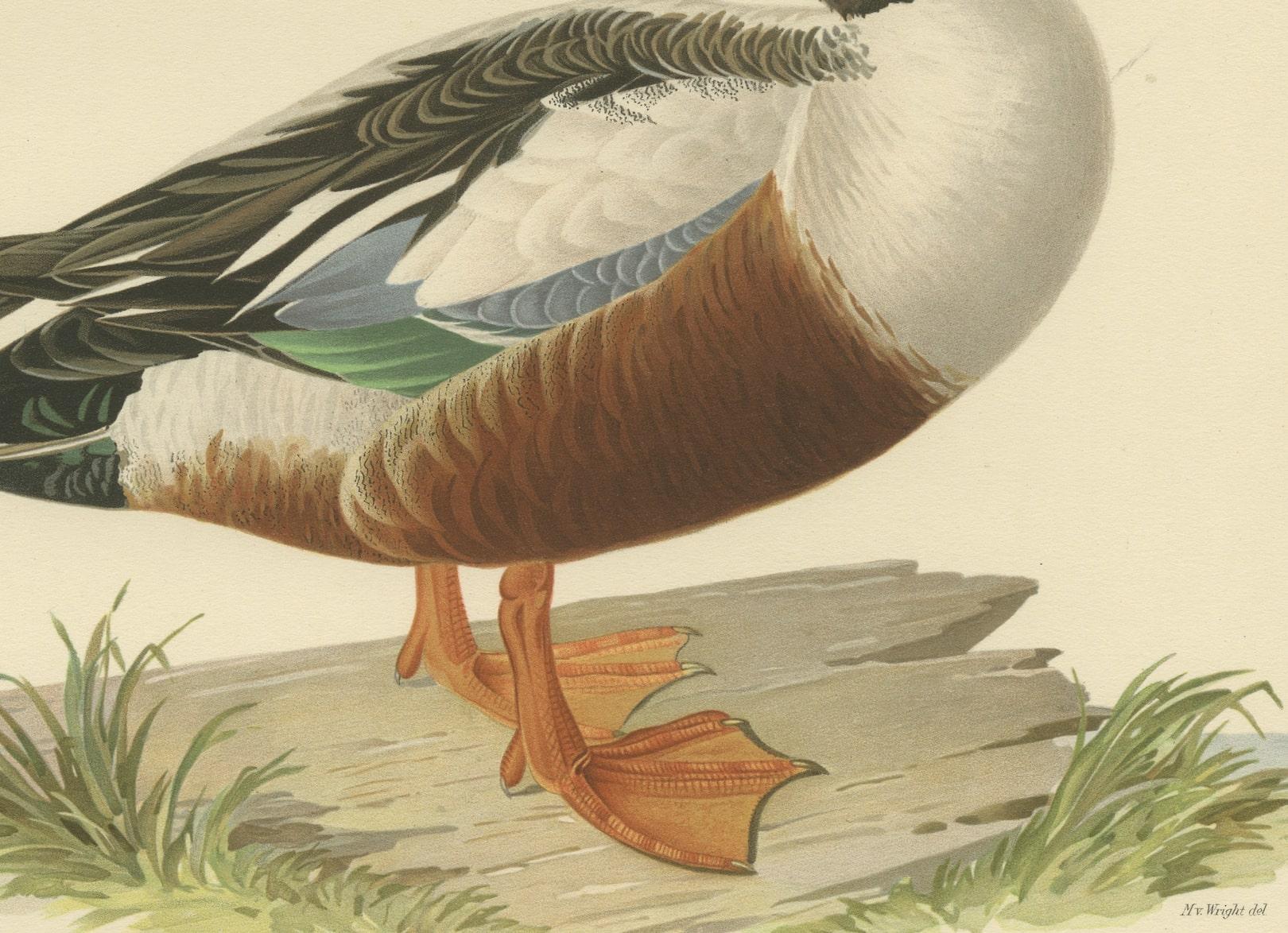 Early 20th Century Northern Shoveler in Detail: A Study of Spatula Clypeata in Lithograph, 1929 For Sale