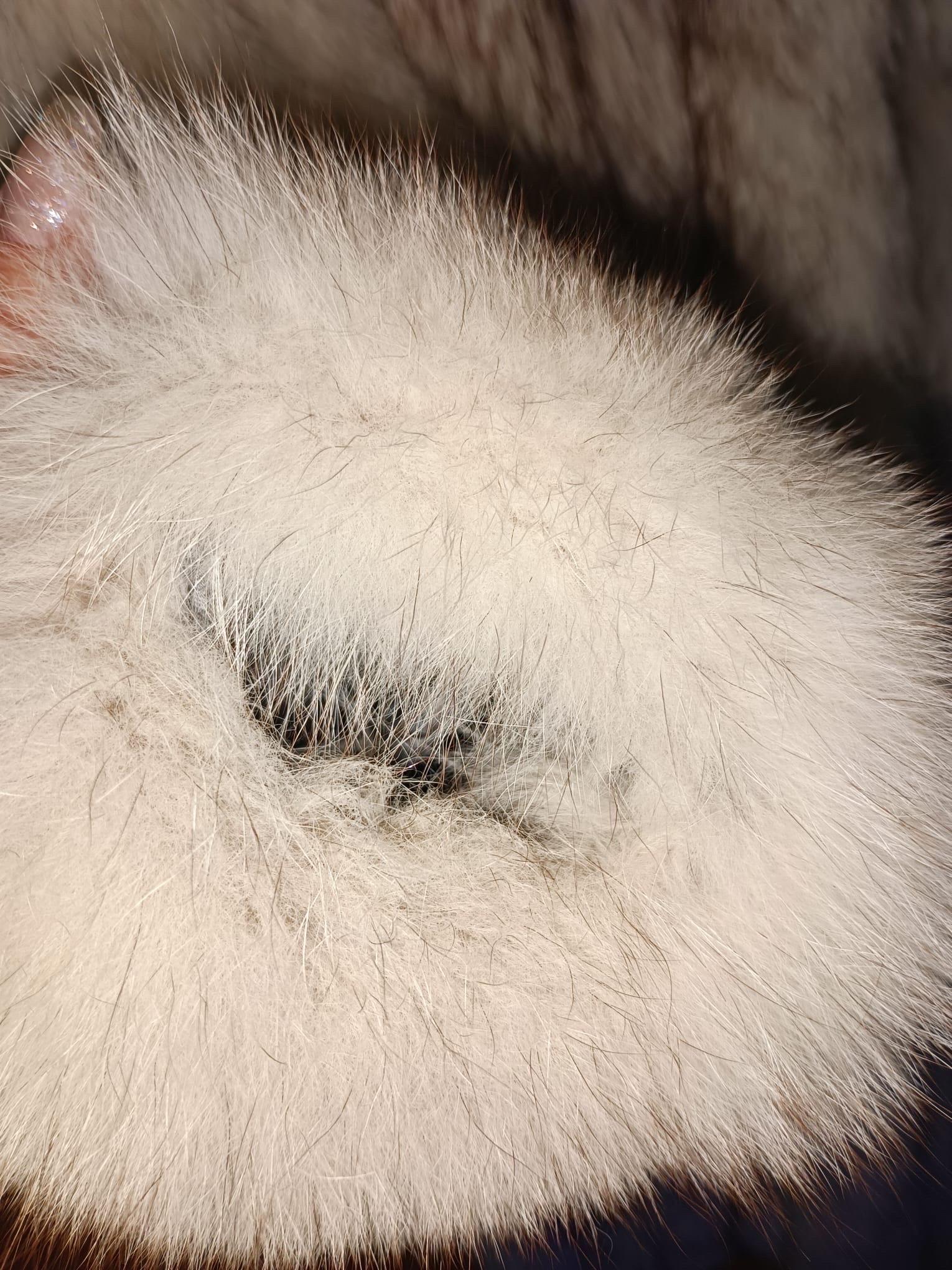 Cappotto in pelliccia di volpe norvegese Saga Fox taglia 8 M. in vendita 12