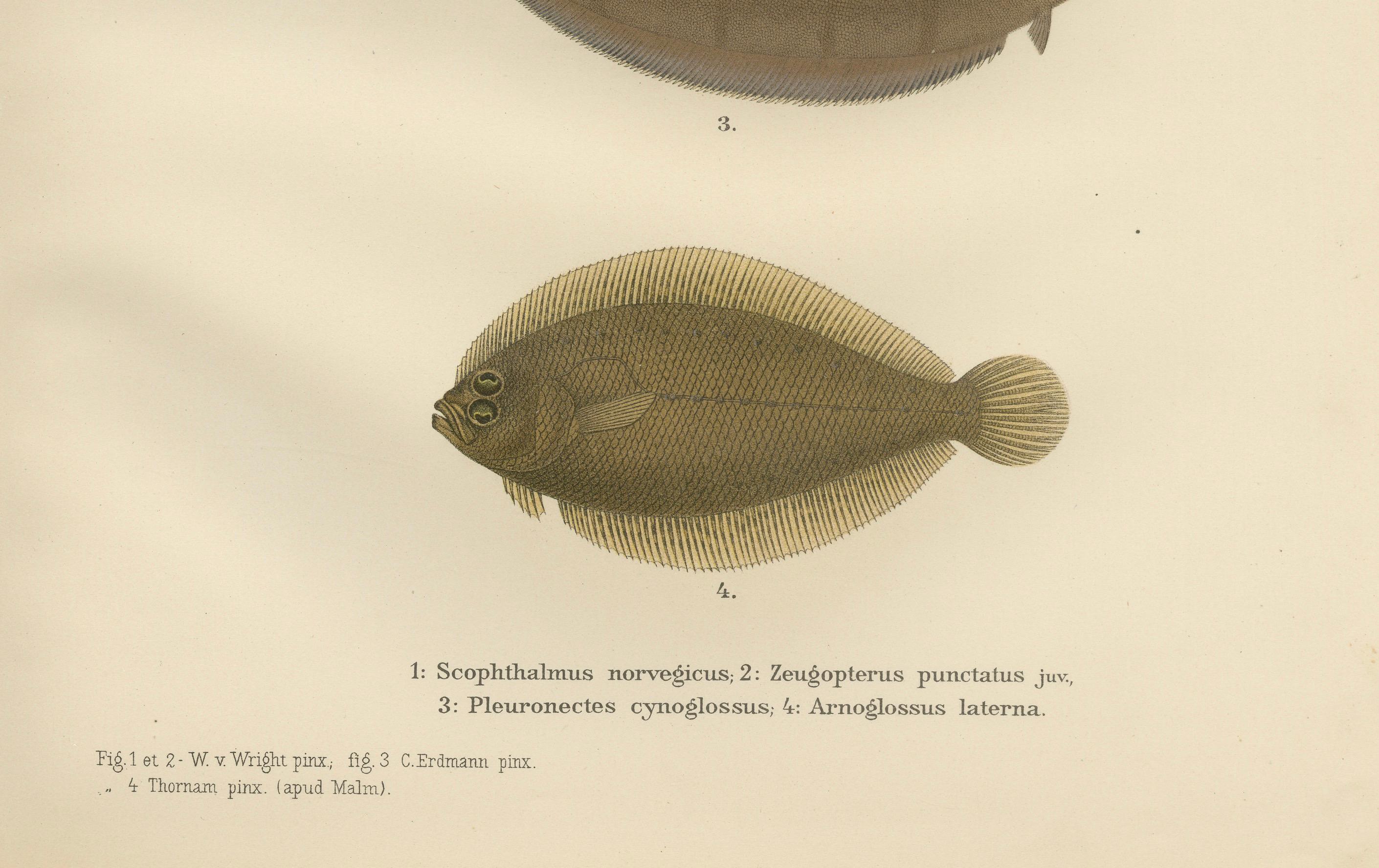 Poisson plat norvégien, plie tachetée et pétoncle - Gracieuse lithographie sur les poissons plats scandinaves  

Cette exquise lithographie du 19e siècle de *Skandinaviens Fiskar* présente un éventail captivant d'espèces de poissons plats