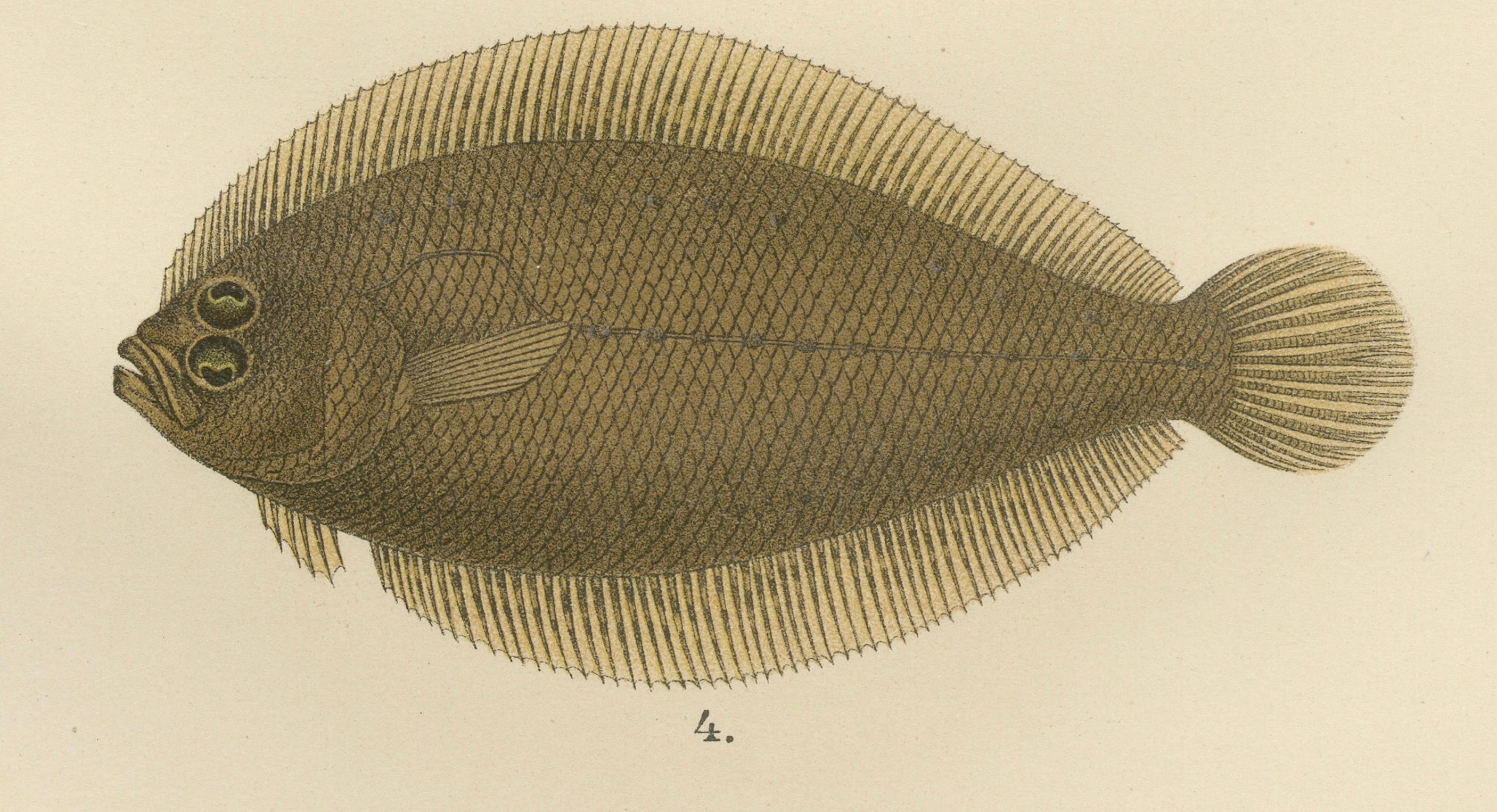 Enchevêtrement norvégien,under and Scaldfish - Graceful Flatfish Lithograph Bon état - En vente à Langweer, NL
