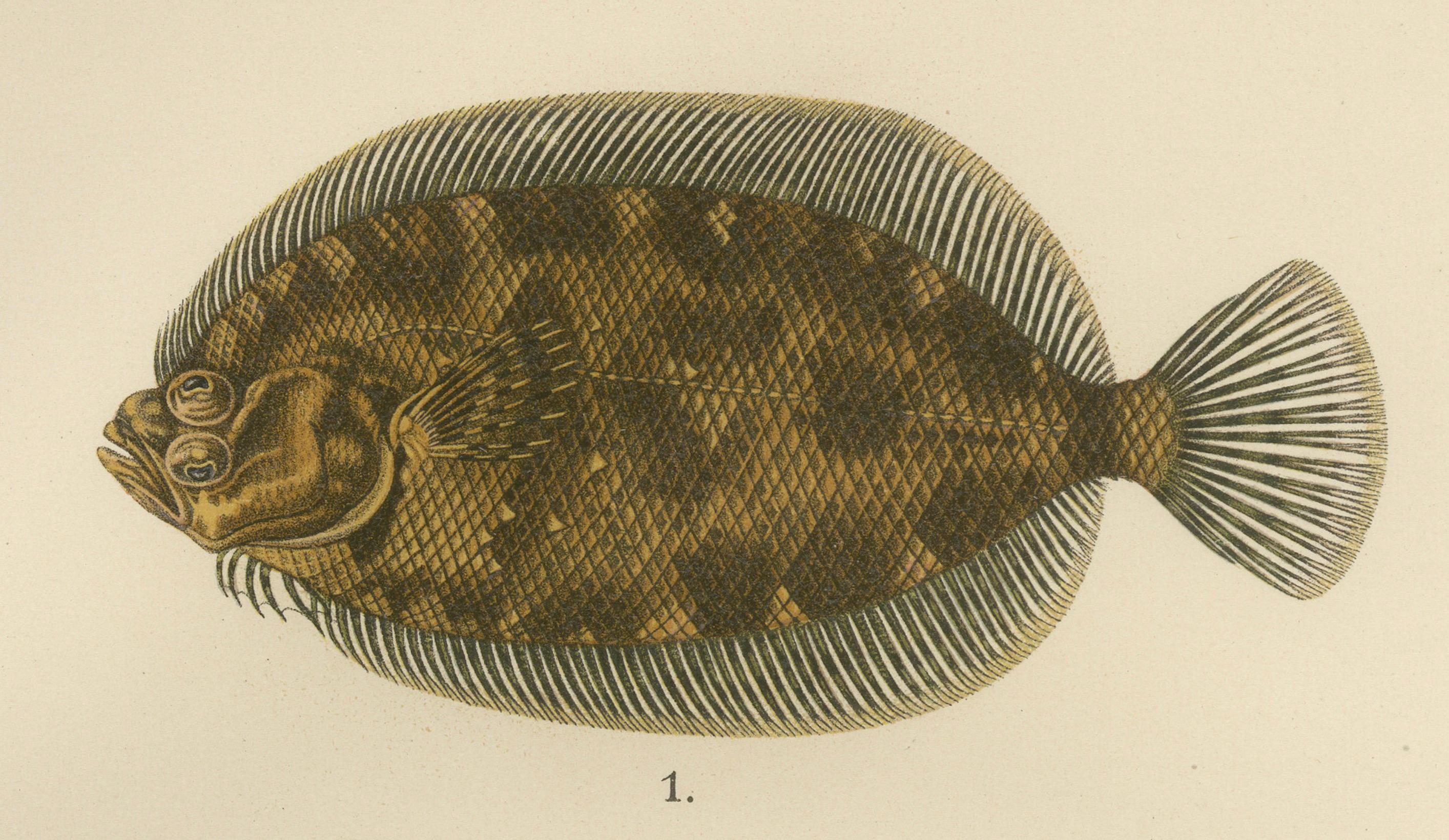 Fin du XIXe siècle Enchevêtrement norvégien,under and Scaldfish - Graceful Flatfish Lithograph en vente