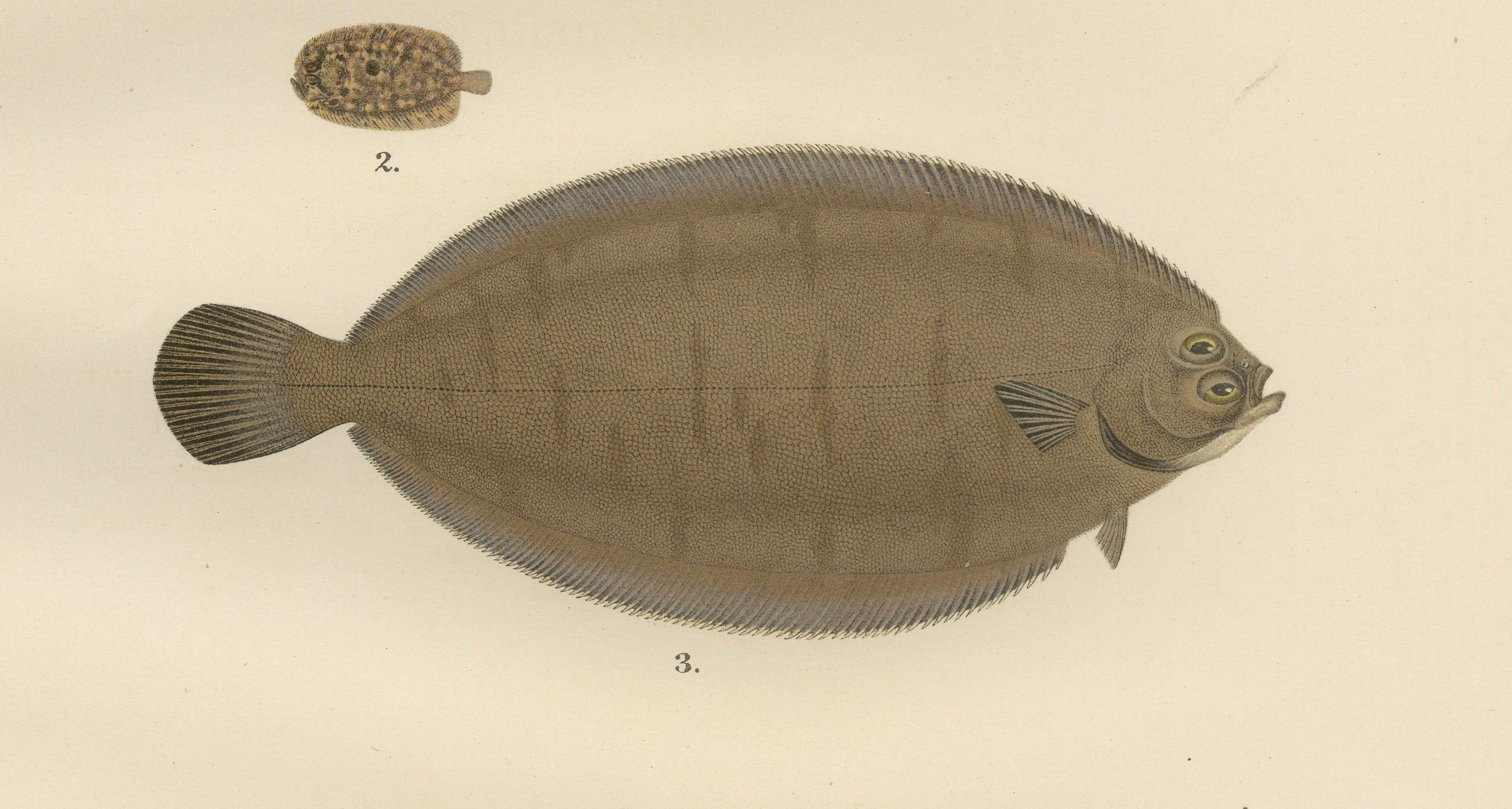 Papier Enchevêtrement norvégien,under and Scaldfish - Graceful Flatfish Lithograph en vente