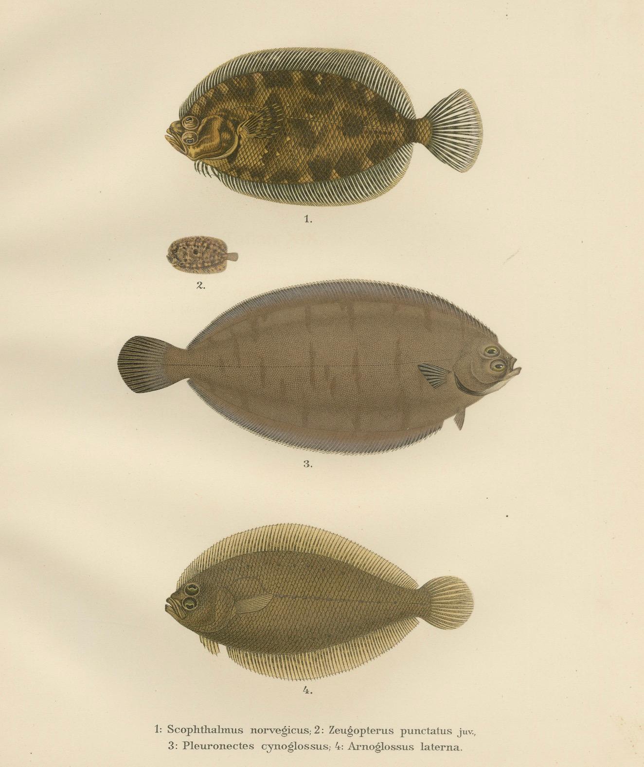 Enchevêtrement norvégien,under and Scaldfish - Graceful Flatfish Lithograph en vente 1
