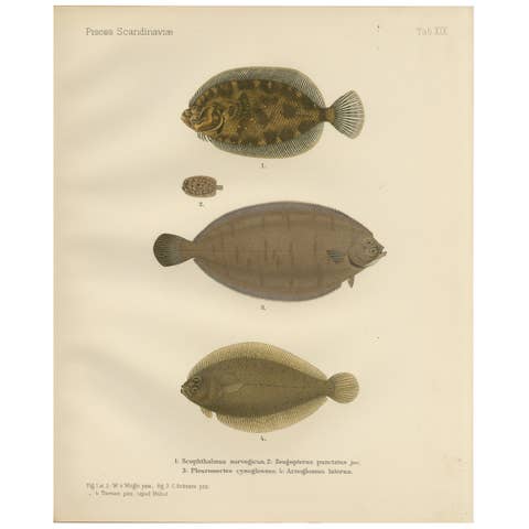 Norwegian Topknot, Spotted Flounder and Scaldfish - Graceful Flatfish Lithograph