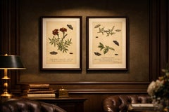 Antique Entomology Prints, English Insects on Marigold & Willow, Albin 1720