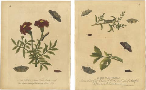 Antique Entomology Prints, English Insects on Marigold & Willow, Albin 1720