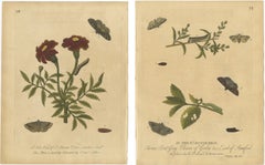 Antique Entomology Prints, English Insects on Marigold & Willow, Albin 1720