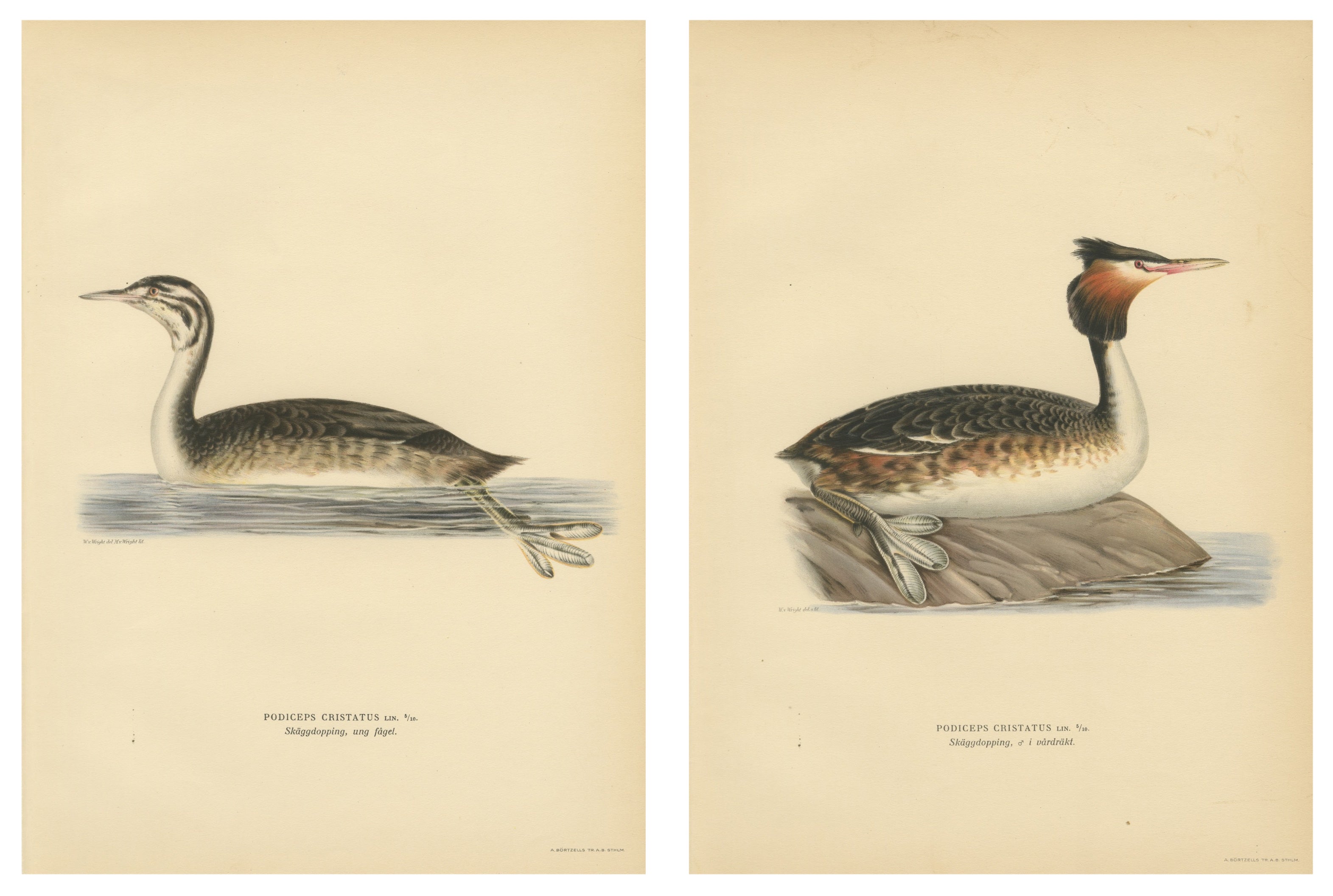 ntique Great Crested Grebe Bird Lithographs Set of 2, Sweden Ornithology 1929