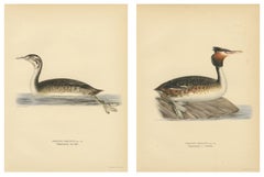ntique Great Crested Grebe Bird Lithographs Set of 2, Sweden Ornithology 1929
