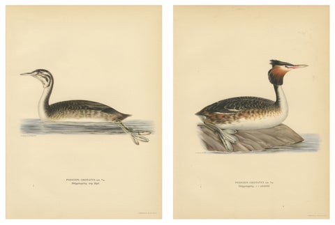 ntique Great Crested Grebe Bird Lithographs Set of 2, Sweden Ornithology 1929