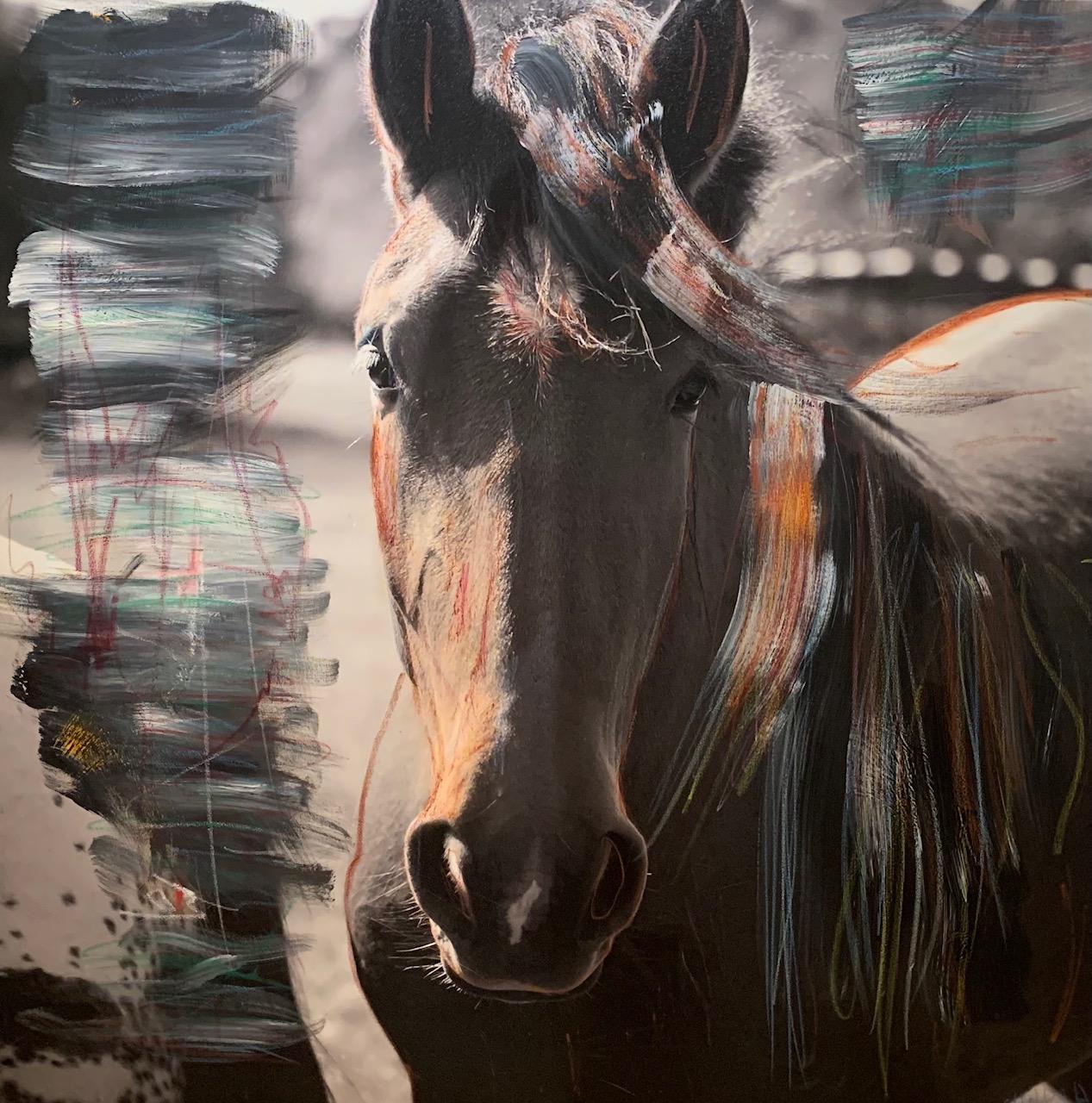 O Devan Color Photograph – Schwarzes arabisches Pferd – Fotografie &amp; Acryl – Zeitgenössisches Kunsttiergemälde