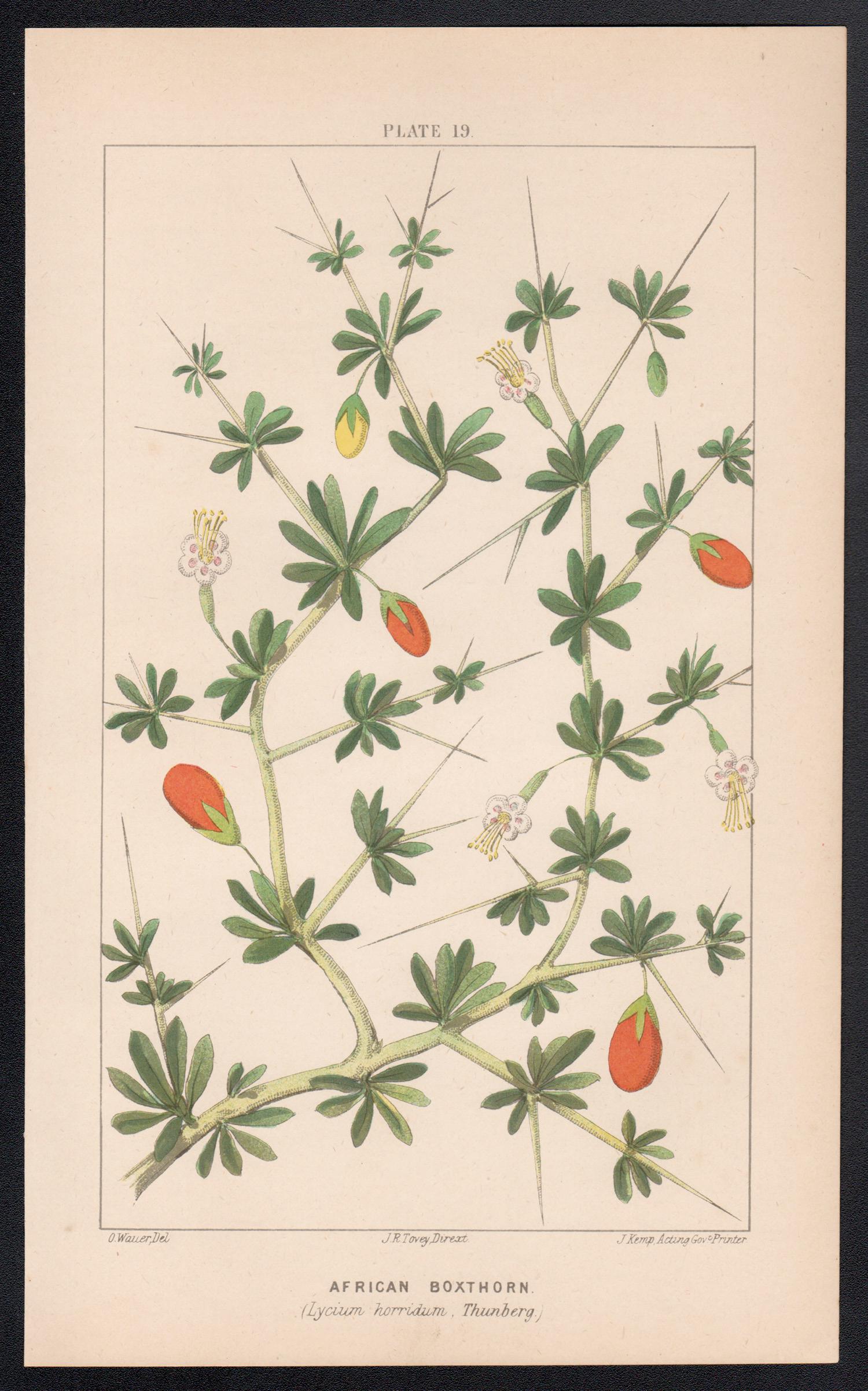Afrikanische Boxthorn (Lycium horridum, Thurnberg), antike botanische Lithographie – Print von O Wauer