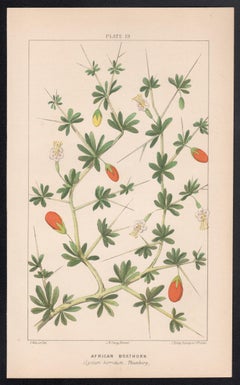 Afrikanische Boxthorn (Lycium horridum, Thurnberg), antike botanische Lithographie