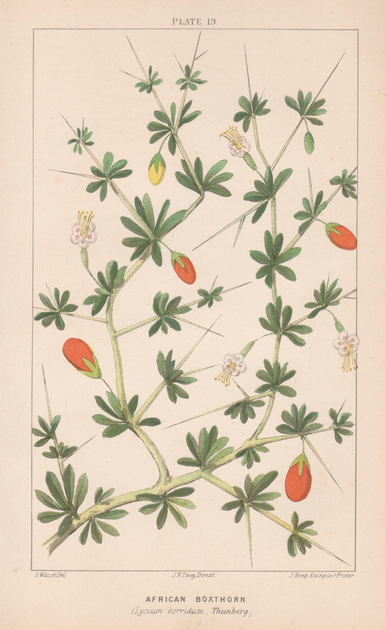 African Boxthorn (Lycium horridum, Thurnberg), antique botanical lithograph