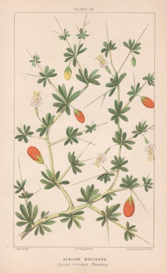 Afrikanische Boxthorn (Lycium horridum, Thurnberg), antike botanische Lithographie