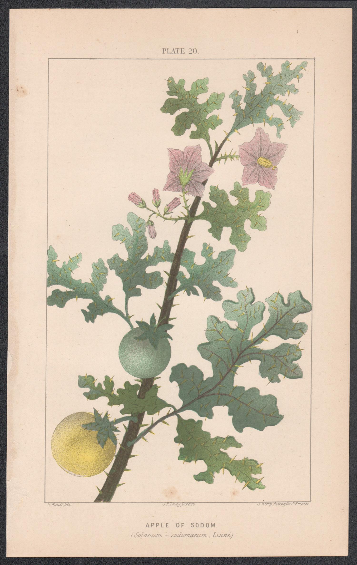 Apple of Sodom (Solanum - sodomaeum, Linne), antique botanical plant lithograph - Print by O Wauer