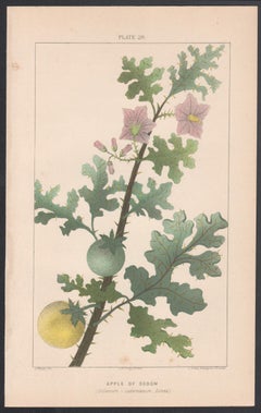 Manzana de Sodoma (Solanum - sodomaeum, Linne), litografía botánica antigua de plantas