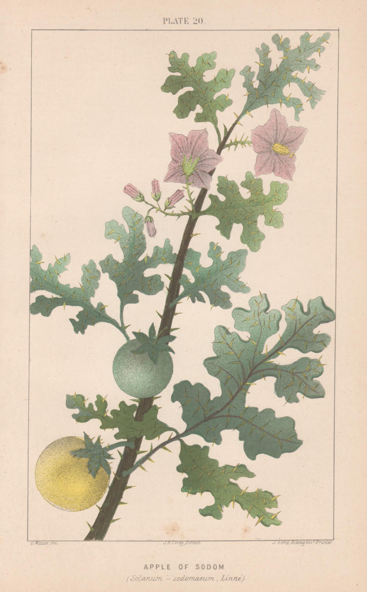 O Wauer Print - Apple of Sodom (Solanum - sodomaeum, Linne), antique botanical plant lithograph