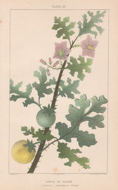 Apple of Sodom (Solanum - sodomaeum, Linne), antique botanical plant lithograph