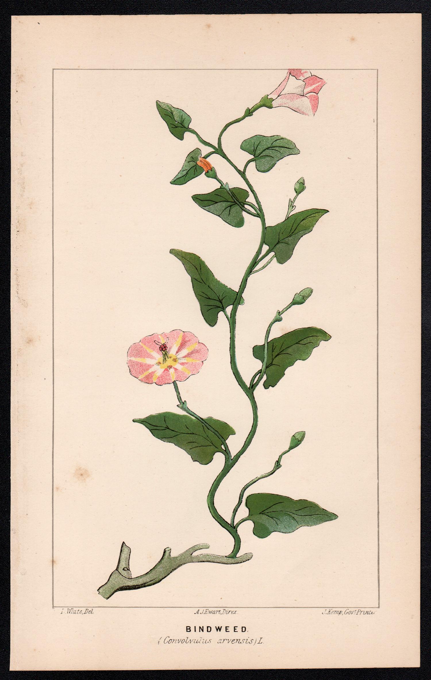 Lithographie botanique ancienne de Bindweed (Convolvulus arvensis) - Print de O Wauer