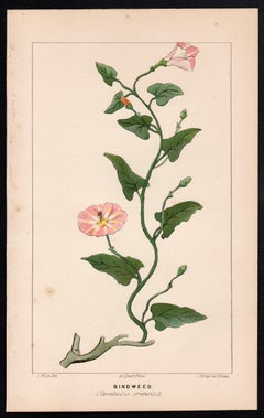 Bindweed (Convolvulus arvensis), antique botanical lithograph