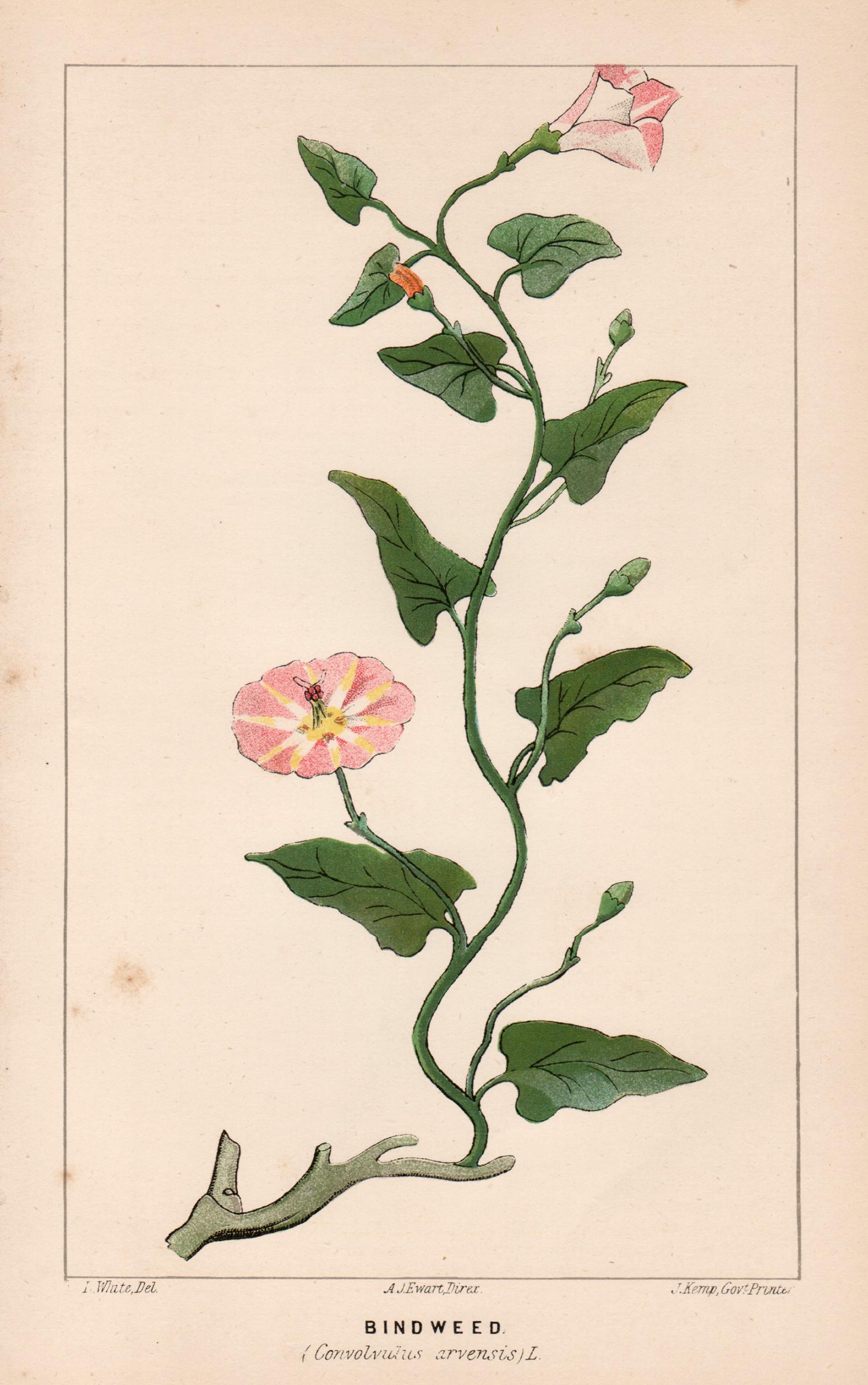 Print O Wauer - Lithographie botanique ancienne de Bindweed (Convolvulus arvensis)