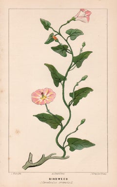 Bindweed (Convolvulus arvensis), Antique botanical lithograph