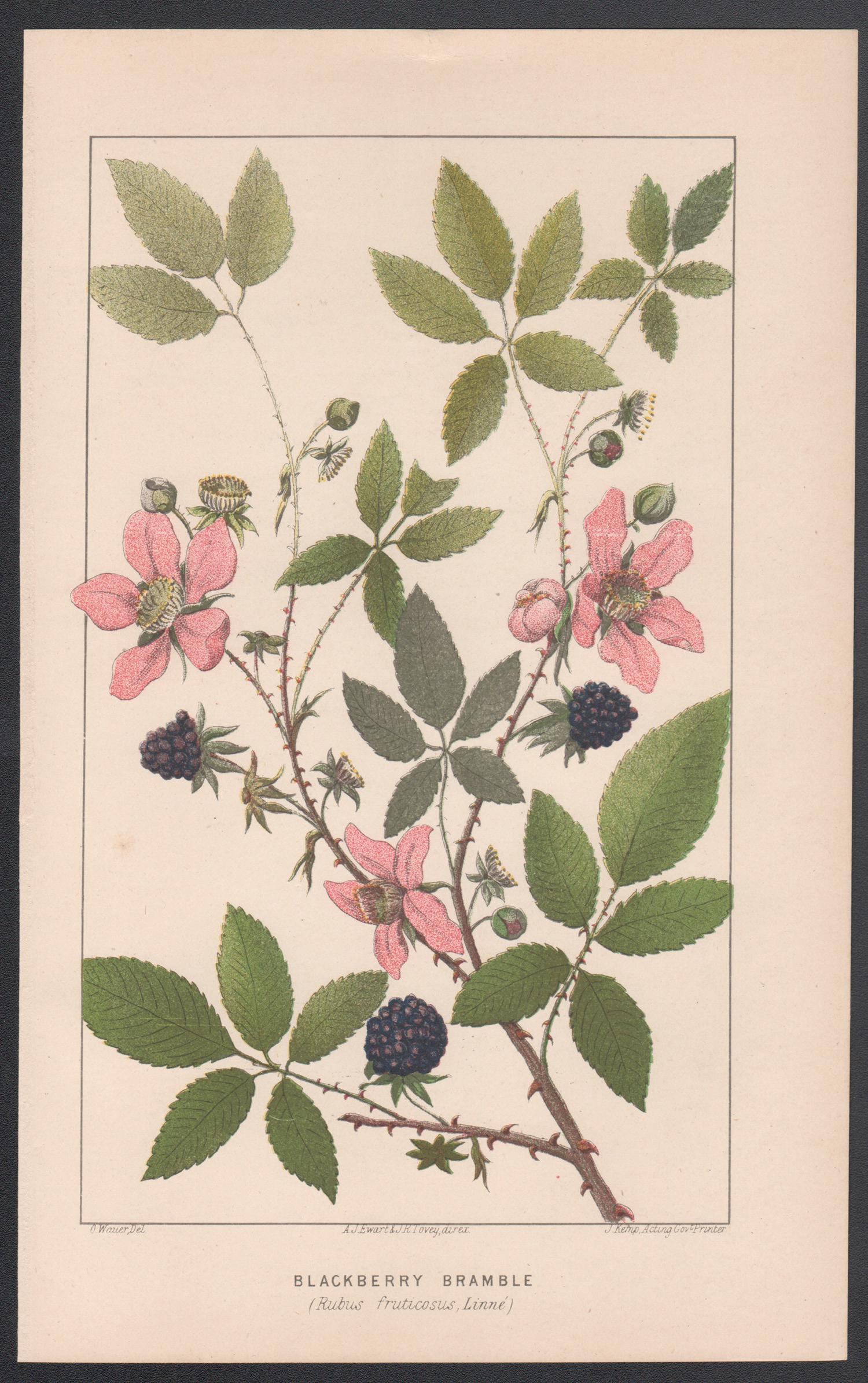 Mora di rovo (Rubus fruticosus, Linne), litografia antica di piante botaniche - Print di O Wauer