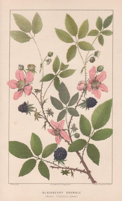 Blackberry Bramble (Rubus fruticosus, Linne), antique botanical plant lithograph