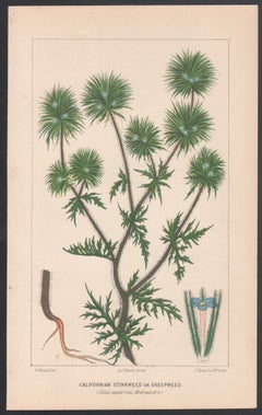 Californian Stinkweed or Sheepweed, antique botanical plant lithograph