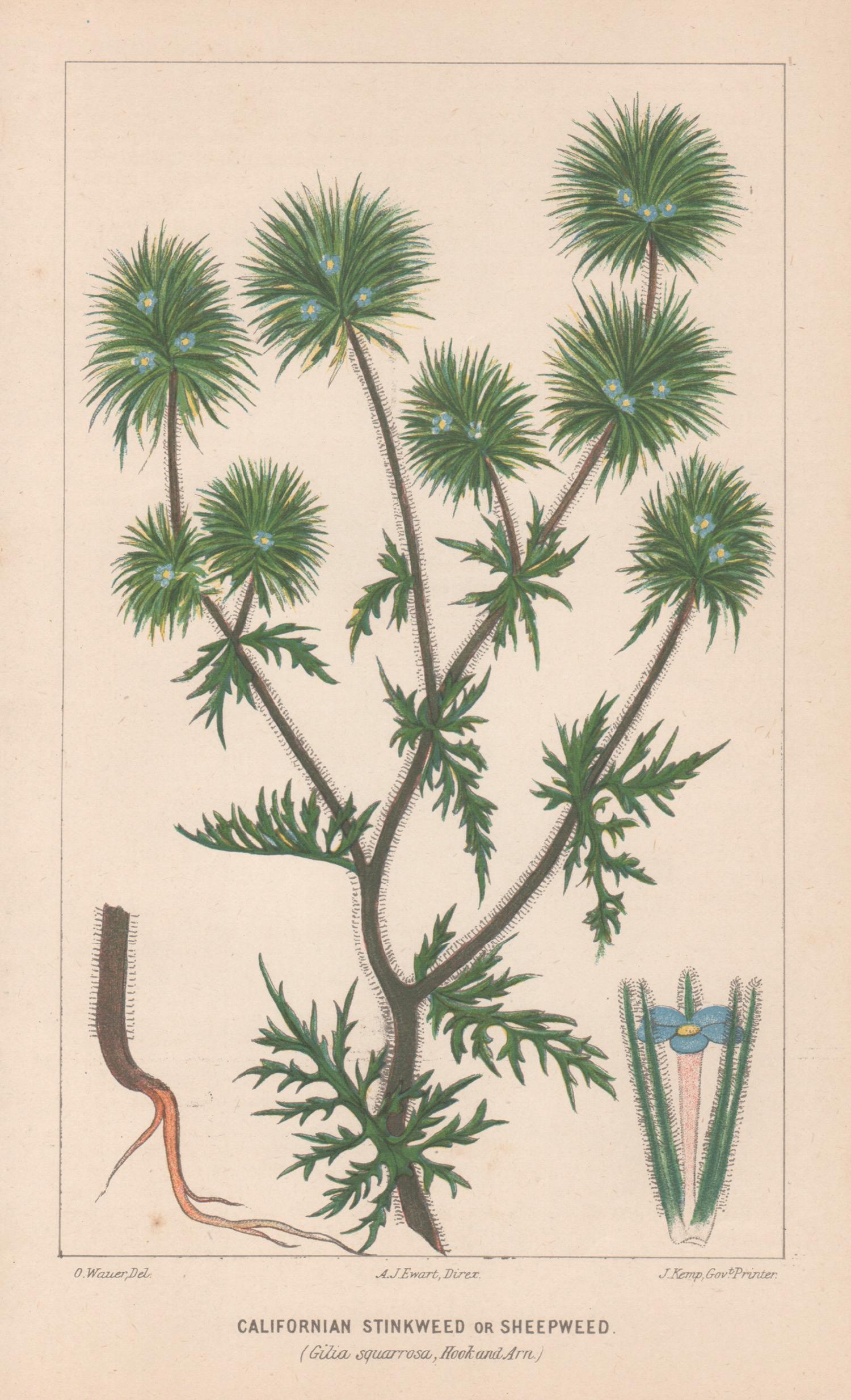 Kalifornische Stinkweed- oder Schafweed-Lithographie, antike botanische Pflanzgefäßlithographie