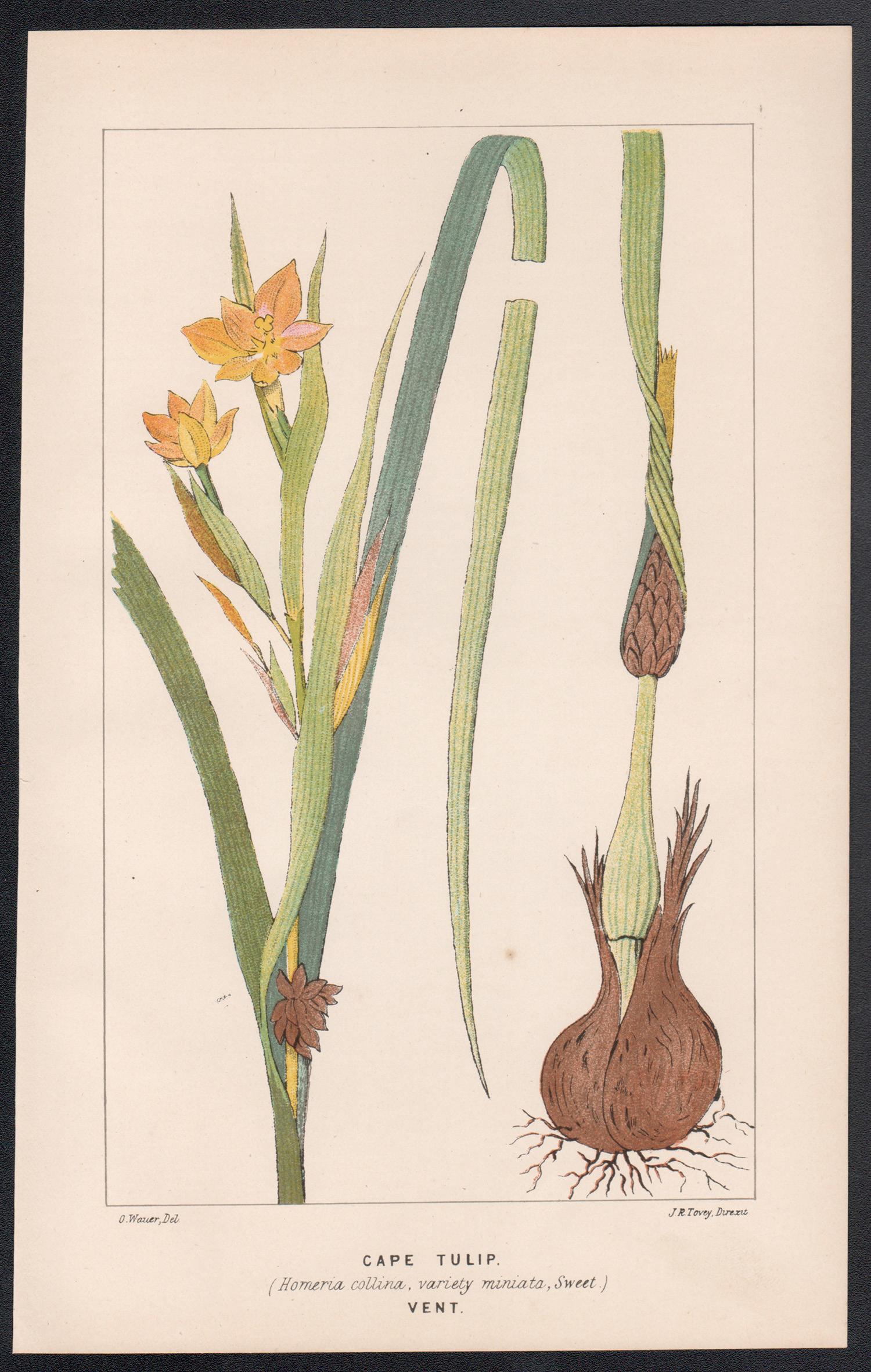 Kapuzenpullover (Homeria Collina), antike botanische Lithographie – Print von O Wauer