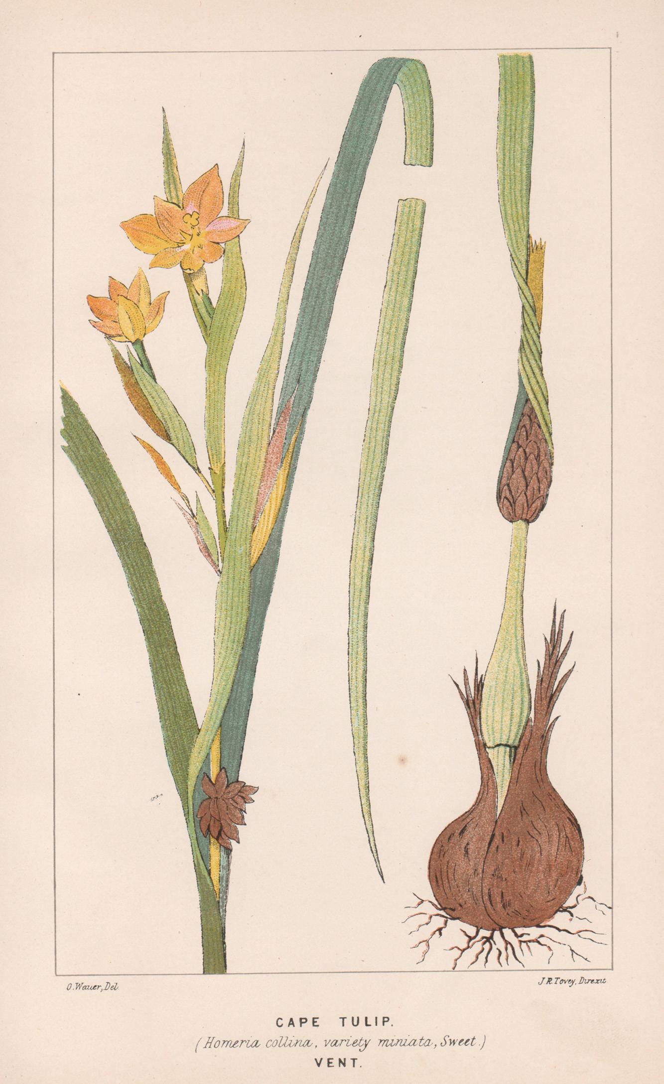 O Wauer Still-Life Print – Kapuzenpullover (Homeria Collina), antike botanische Lithographie
