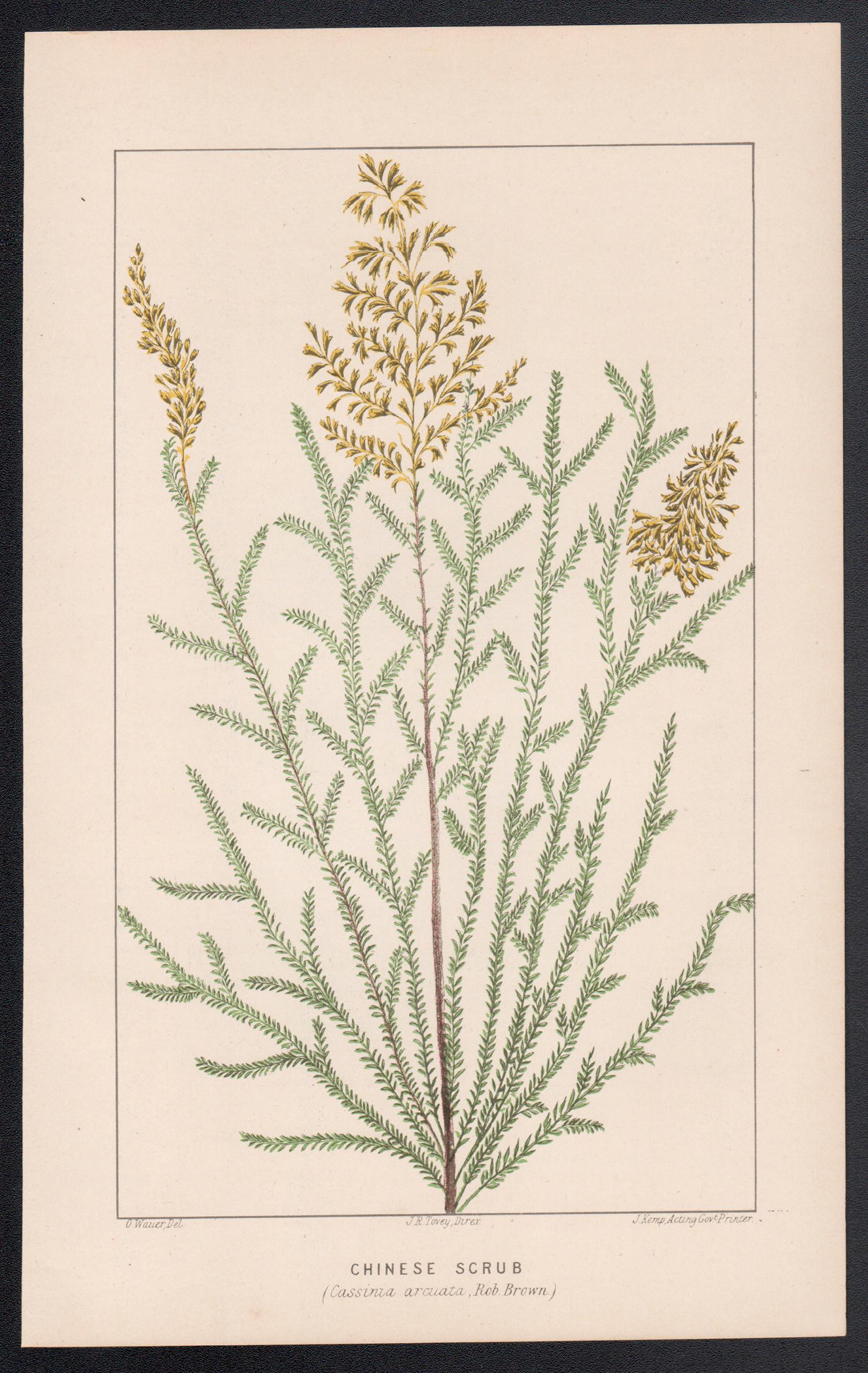 Chinese Scrub (Cassinia arcuata), antique botanical lithograph - Print by O Wauer