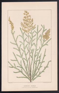 Chinese Scrub (Cassinia arcuata), antique botanical lithograph