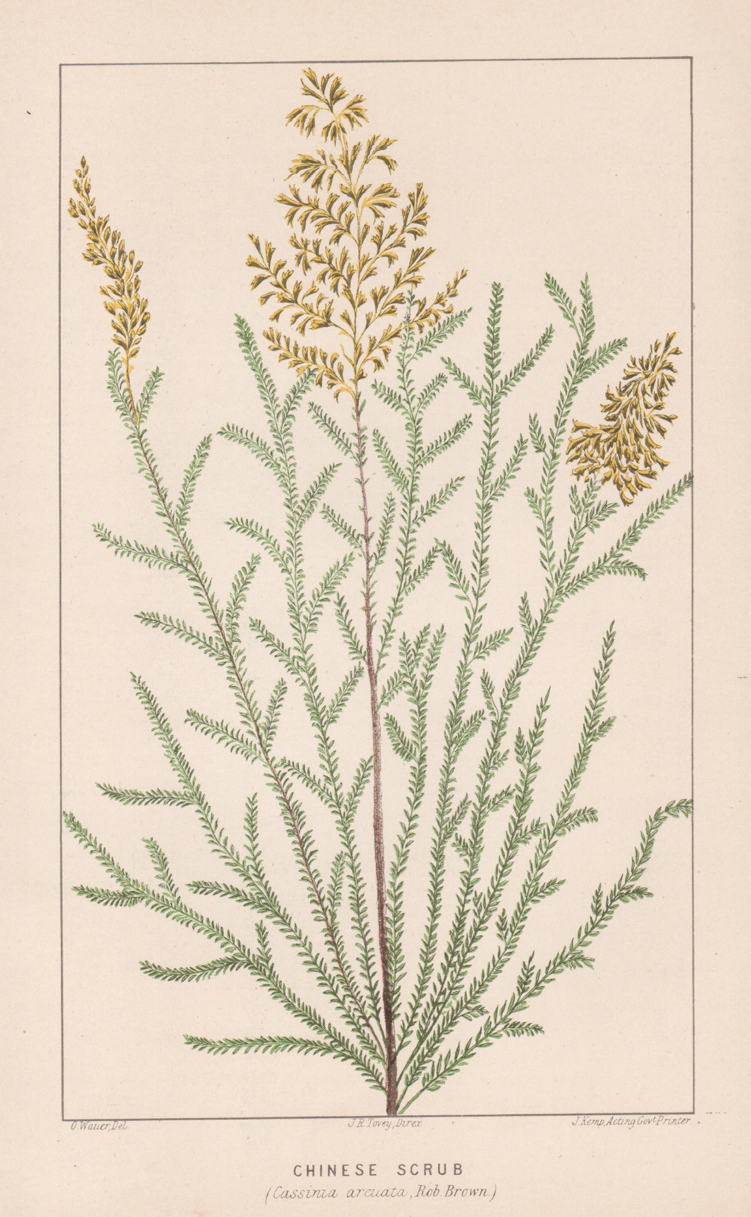 Chinese Scrub (Cassinia arcuata), antique botanical lithograph