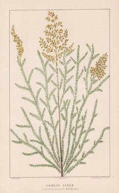 Chinesische Schraubenschnalle (Cassinia arcuata), antike botanische Lithographie