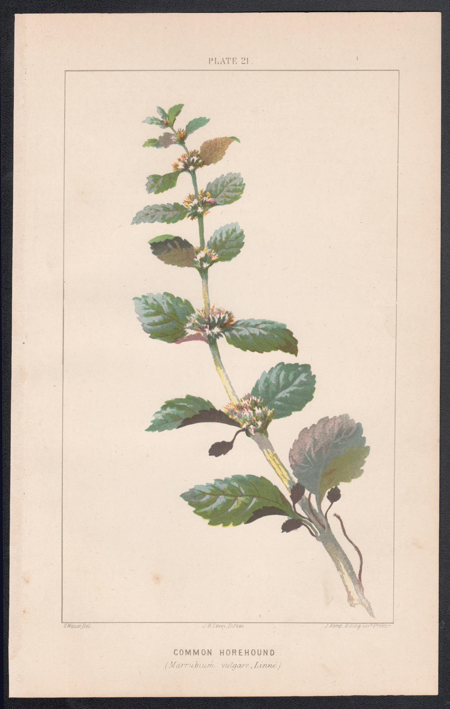 Marrube vulgaire (Marrubium vulgare, Linne), lithographie ancienne de plante botanique - Print de O Wauer