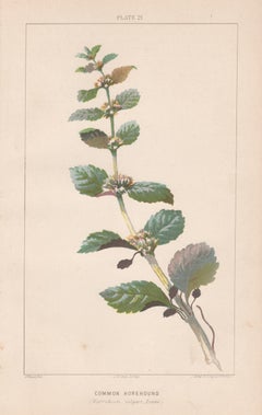 Common Horehound (Marrubium vulgare, Linne), Antique botanical plant lithograph